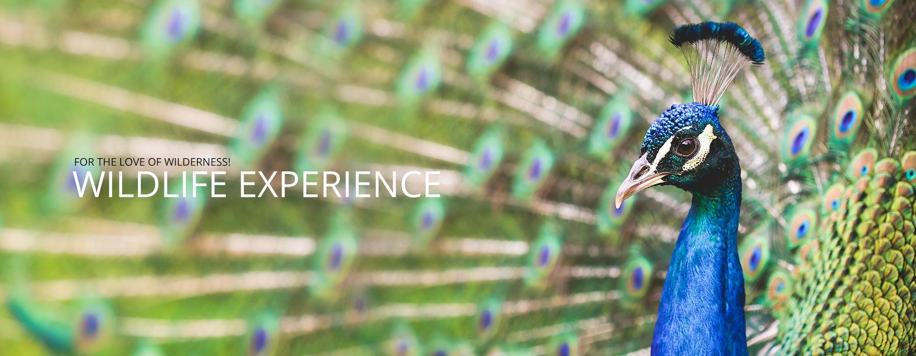 Wildlife Experience